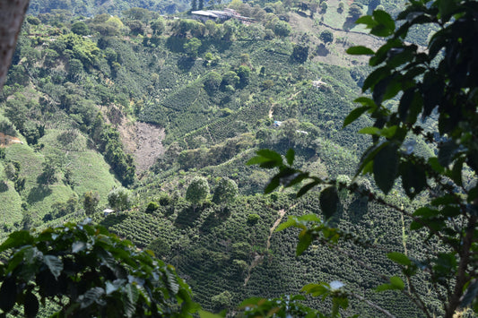 The Ultimate Guide to Colombian Coffee Regions: Discovering El Huila